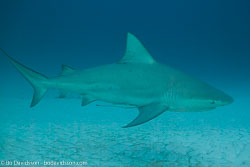 BD-101205-Playa-del-Carmen-2603-Carcharhinus-leucas-(Müller---Henle.-1839)-[Bull-shark.-Tjurhaj].jpg
